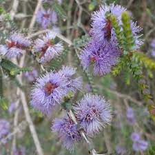 Melaleuca gibbosa